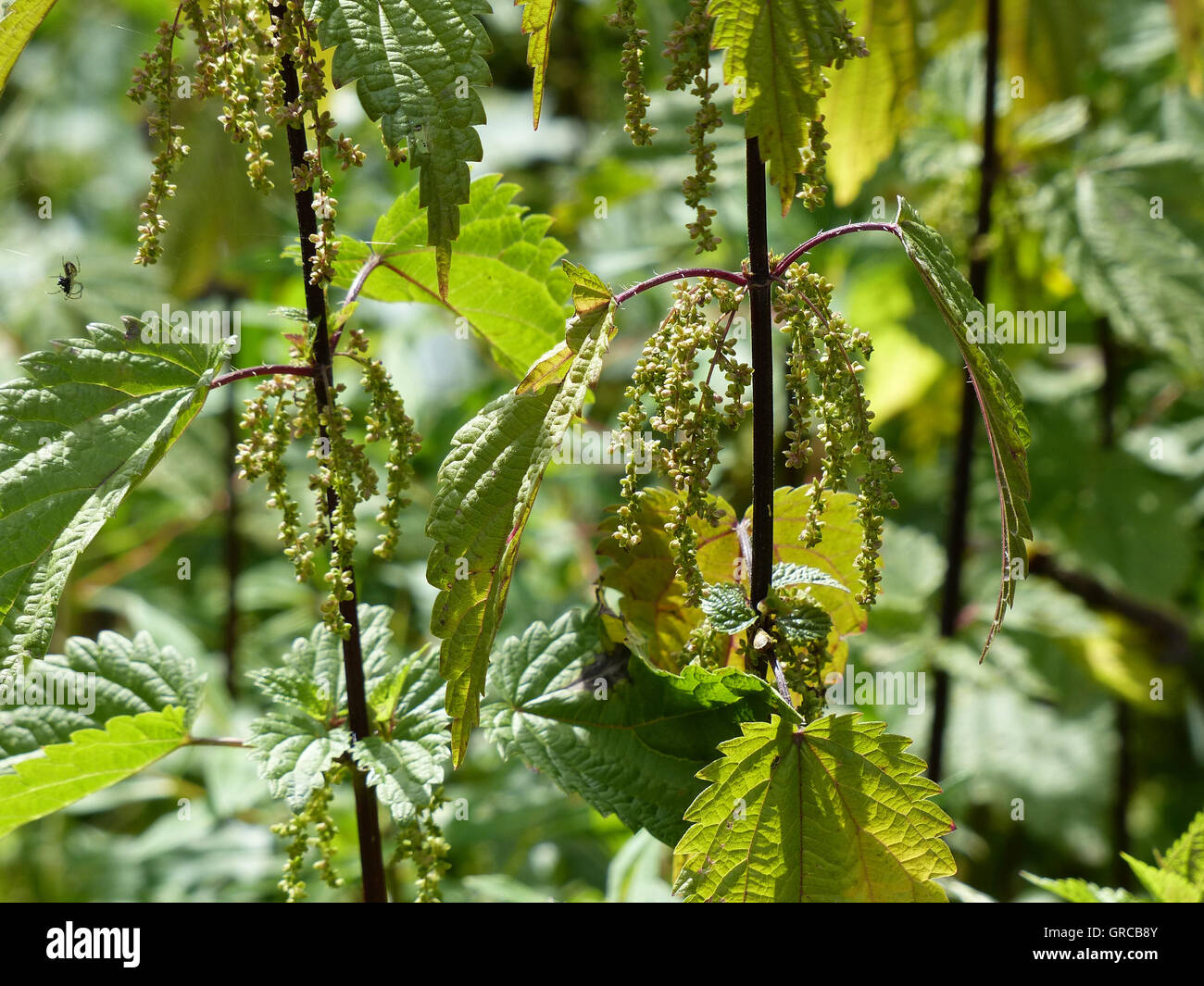 Ortica pungente con semi Foto Stock