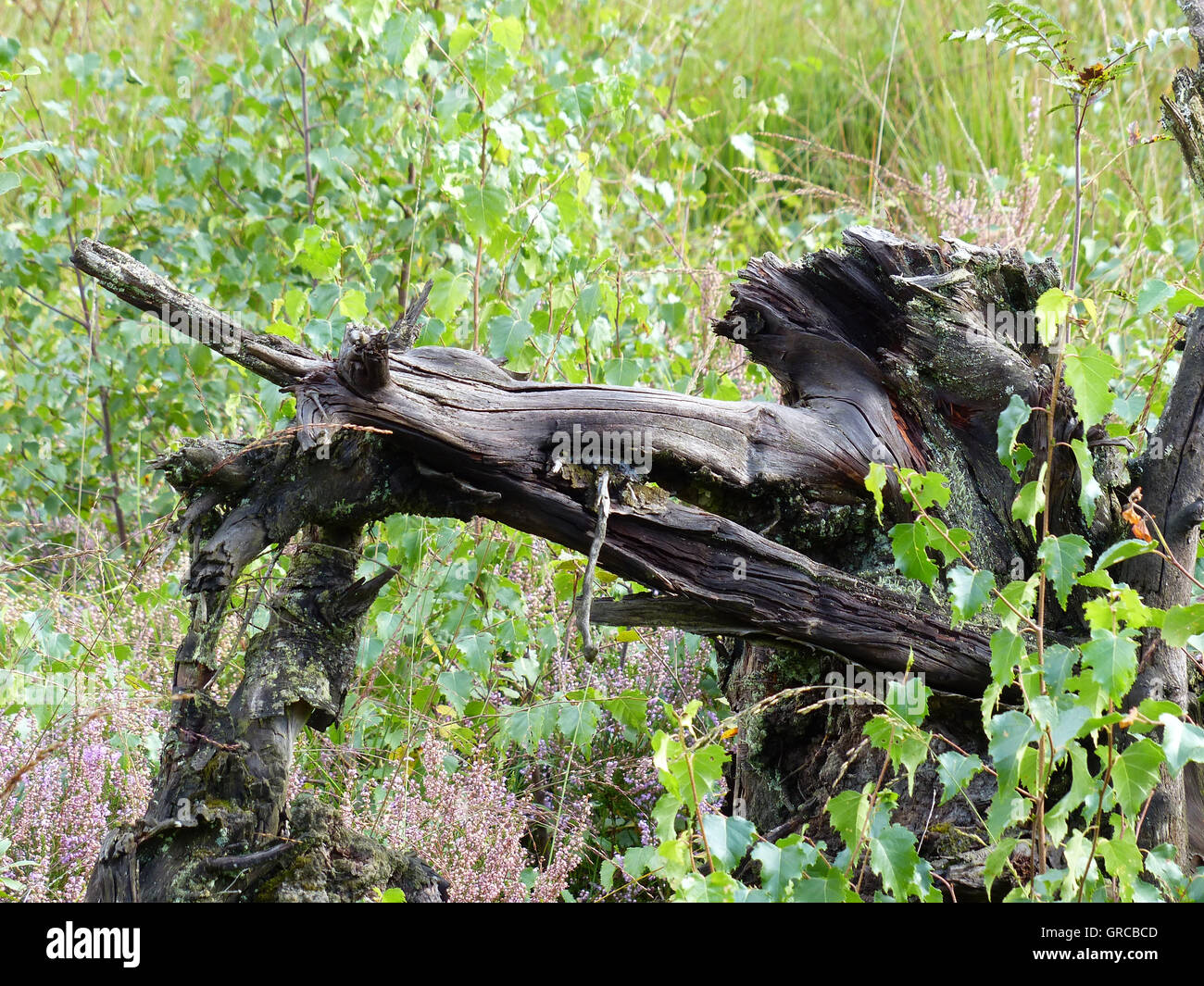 Rotto albero sembra come un cacciatore o come la dea della caccia Diana Foto Stock