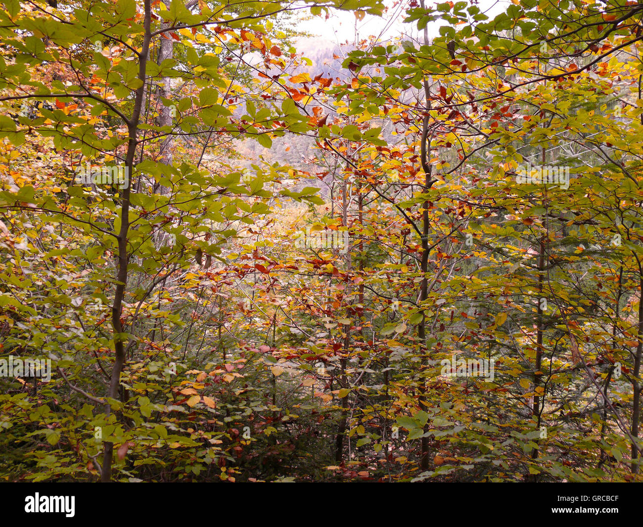 Boschi di latifoglie in autunno Foto Stock