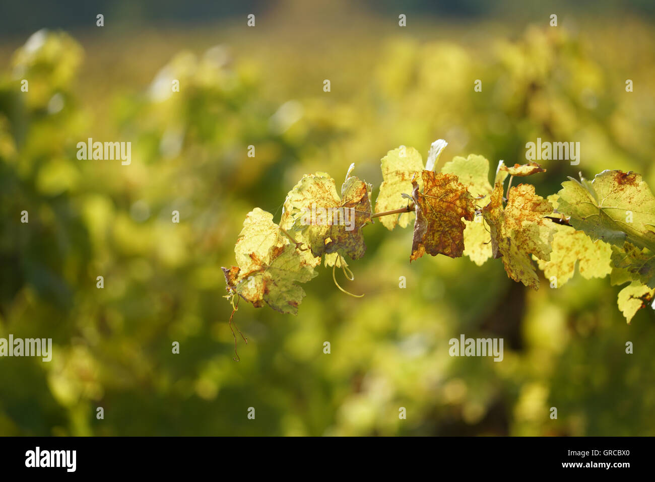 Autunno in viticoltura District Rhinehesse Foto Stock