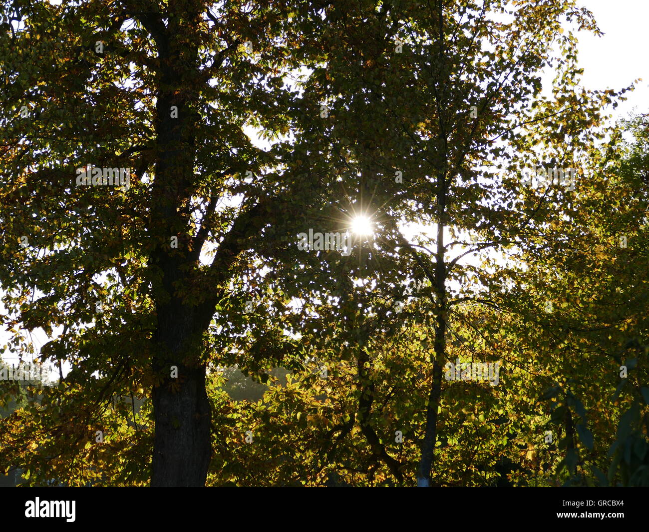 Il sole che splende attraverso le fronde degli alberi Foto Stock