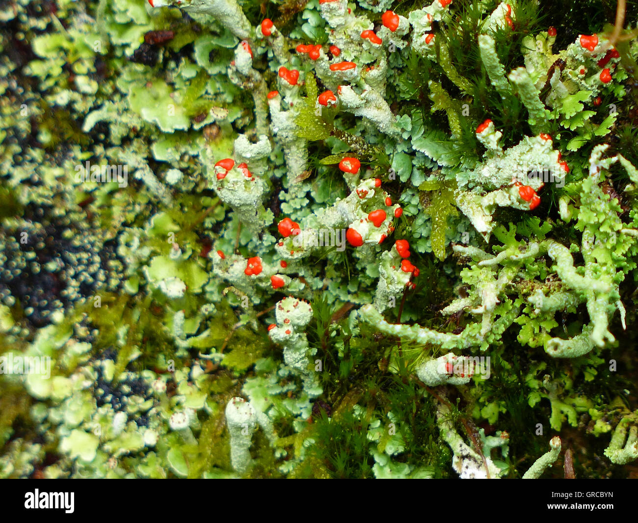 I licheni, Cladonia Foto Stock