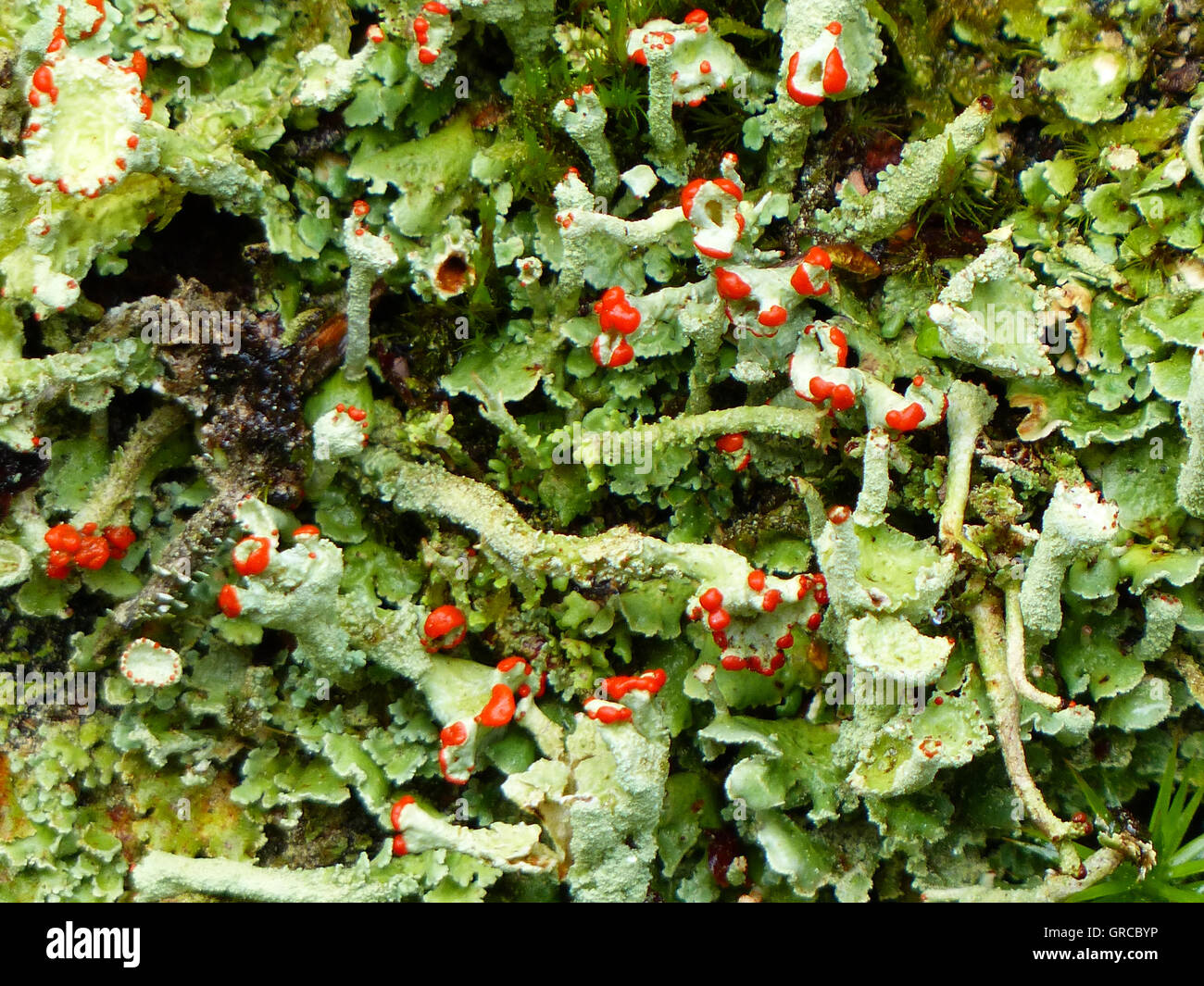 I licheni, Cladonia Foto Stock