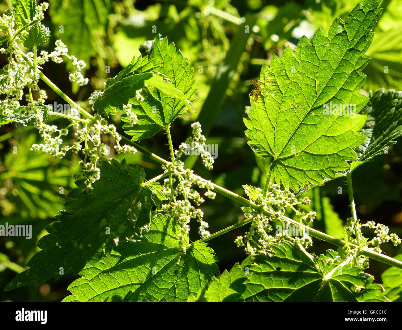 Ortica con semi, erbe con effetto diuretico Foto Stock