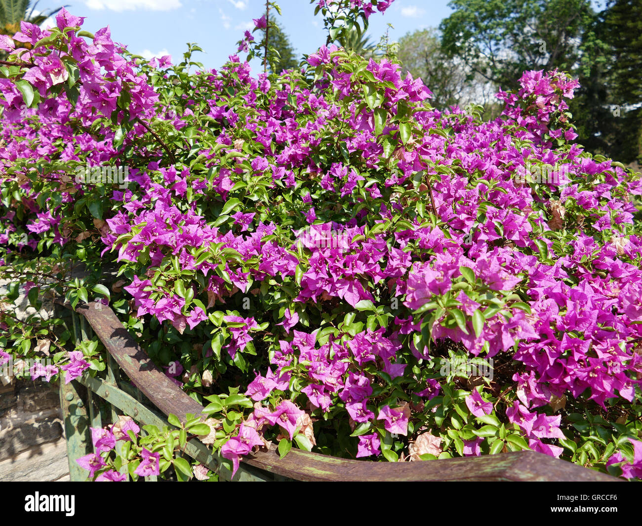 Bougainville spectabilis immagini e fotografie stock ad alta
