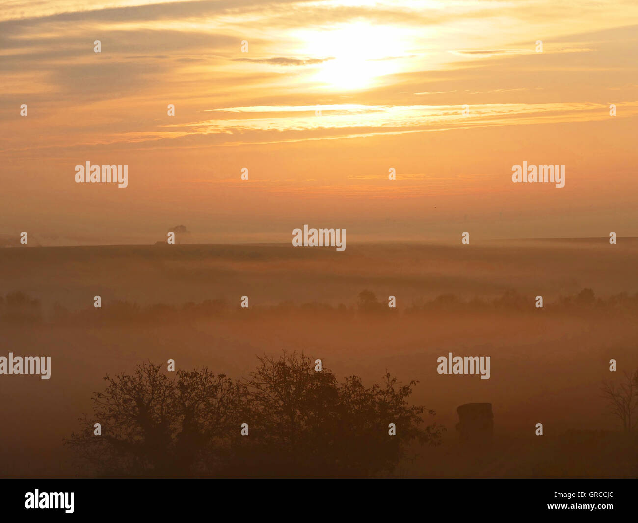 Atmosfera mattutina nella regione vinicola Rheinhessen Foto Stock