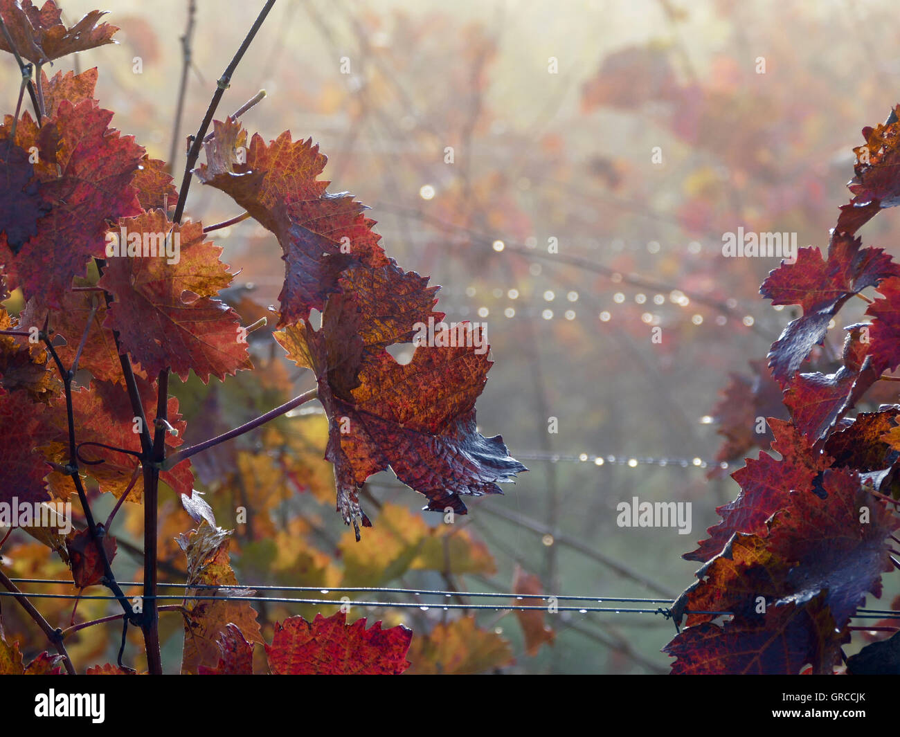 È autunno nei vigneti, Rhinehesse Foto Stock