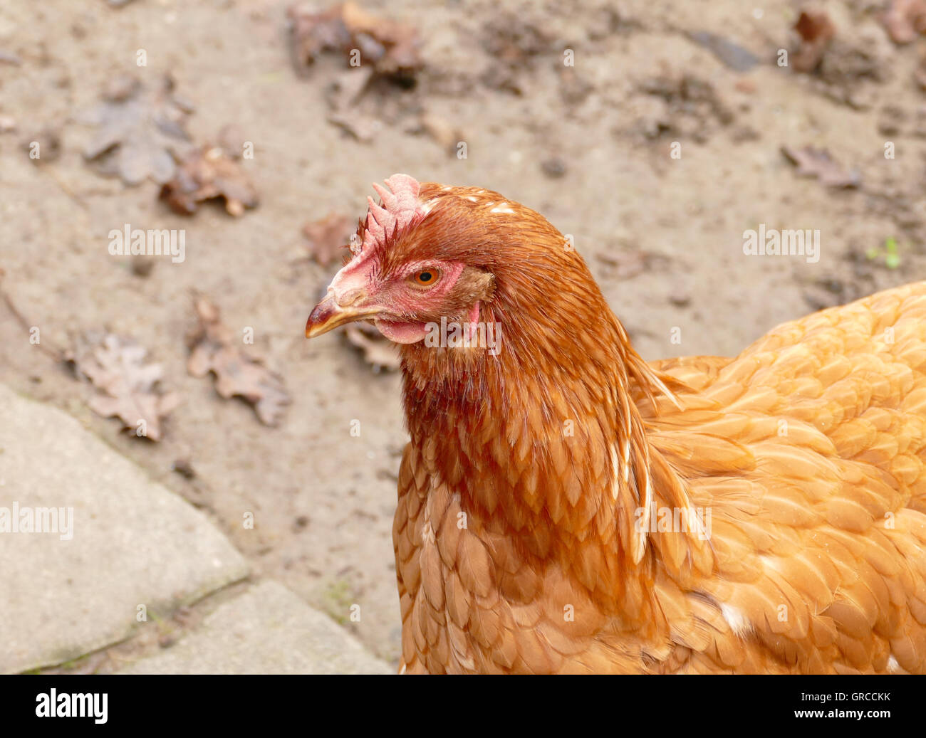 Happy Hen, Free-Range Brown Hen Foto Stock