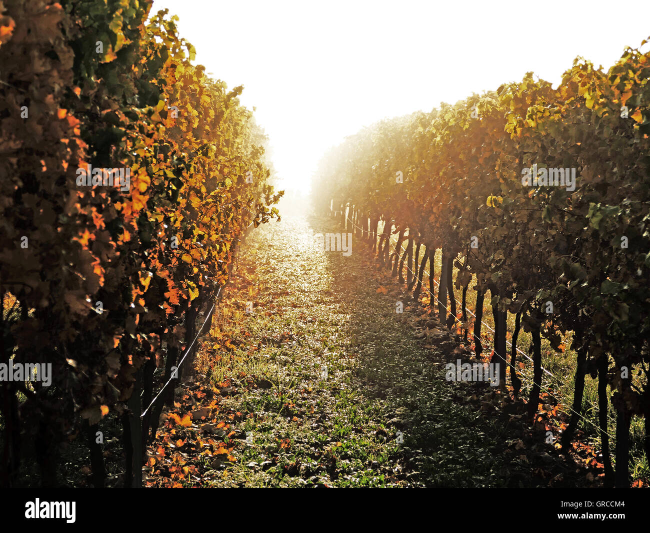 Viticoltura Rhinehesse distretto, vigneto in autunno Foto Stock