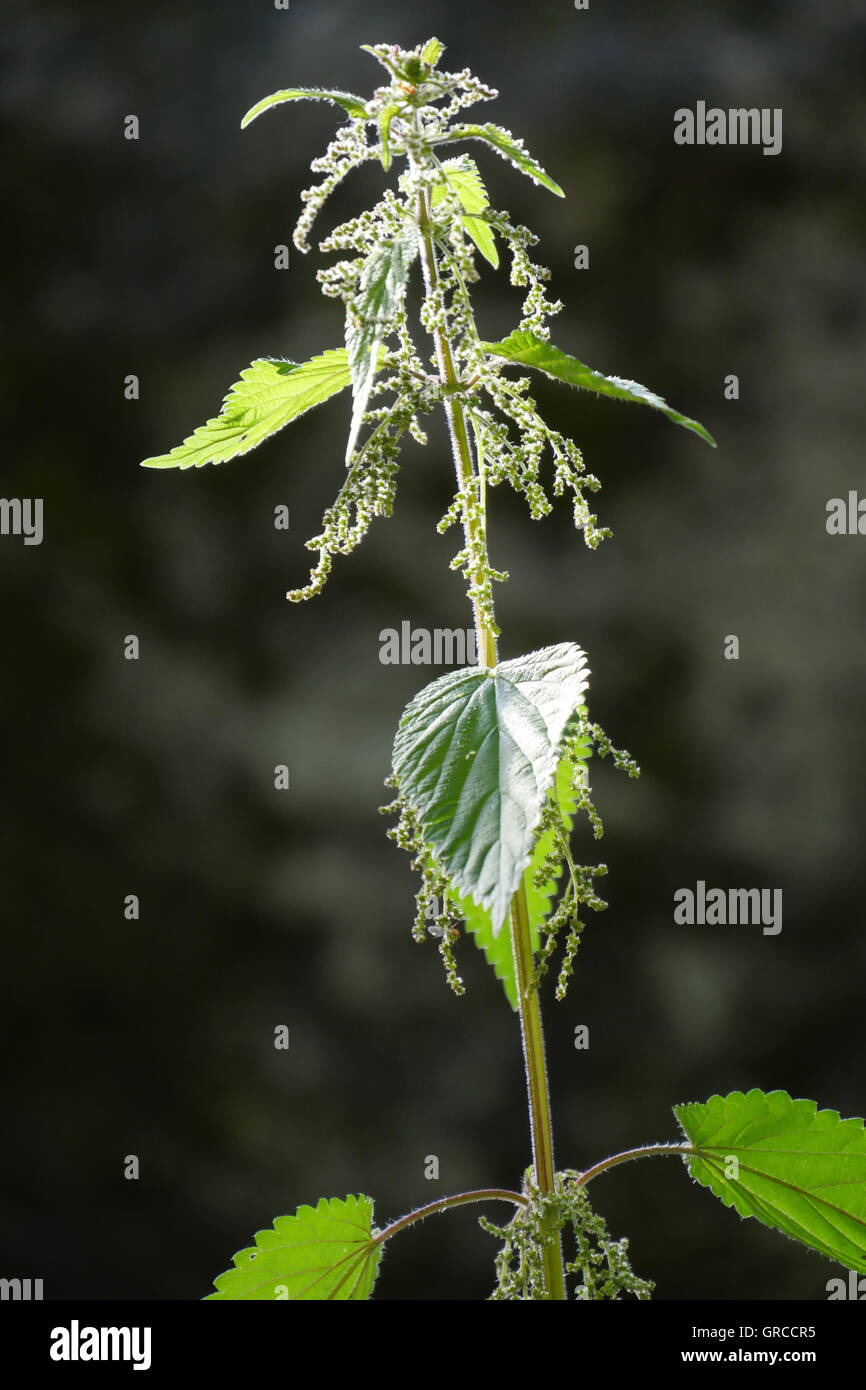 Ortica con sfondo scuro Foto Stock