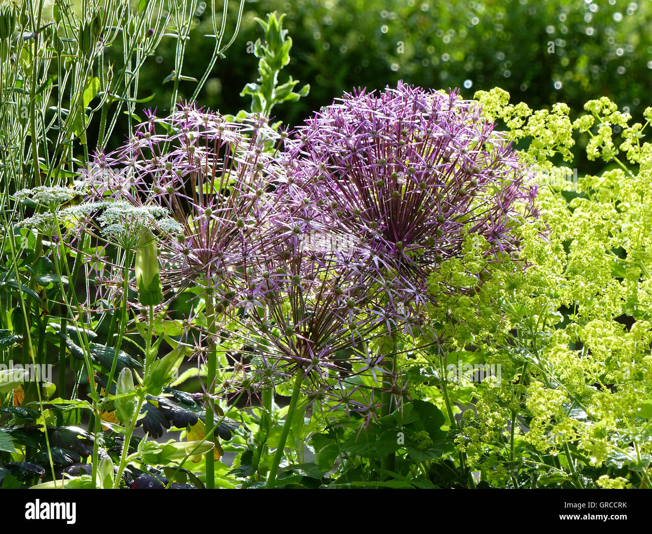 Fiore viola bellezza in controluce, stelle di Persia, Allium Cristophii Foto Stock