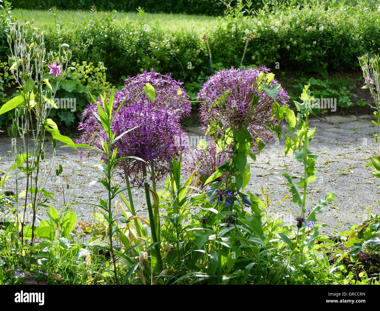 Fiore viola bellezza in controluce, stelle di Persia, Allium Cristophii Foto Stock