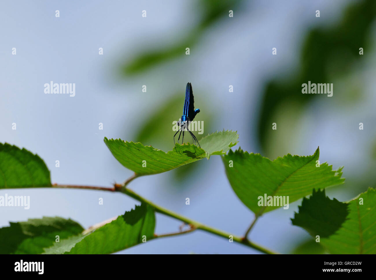 Ramoscello con una libellula belle demoiselle, maschio, Calopteryx Virgo Foto Stock
