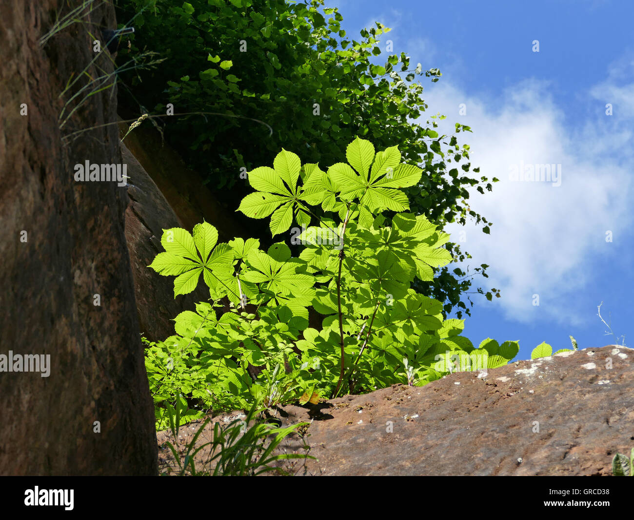 Giovani castagno cresce su rocce Foto Stock