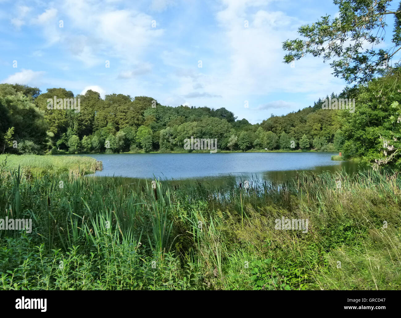 Maar in Eifel, Holzmaar, Renania-Palatinato Foto Stock