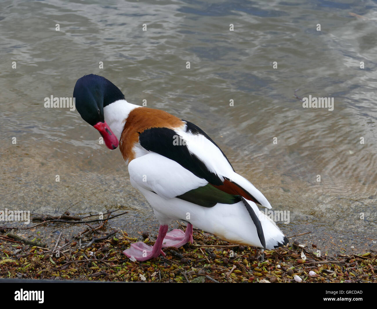 Comune, Shelduck Tadorna tadorna Foto Stock