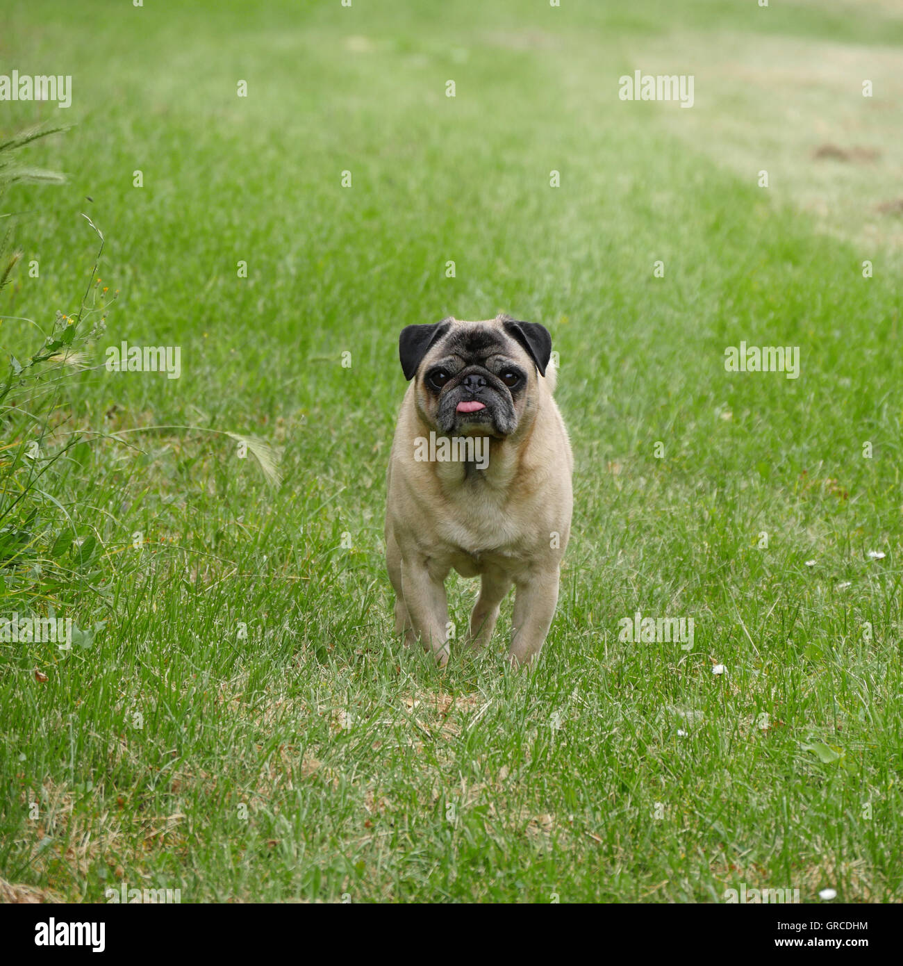 Il beige Pug On Tour su un verde prato Foto Stock