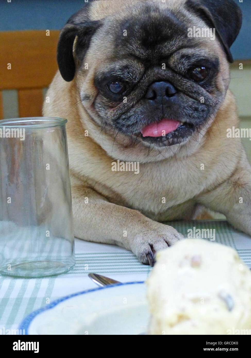 Il beige Pug seduti a tavola Foto Stock