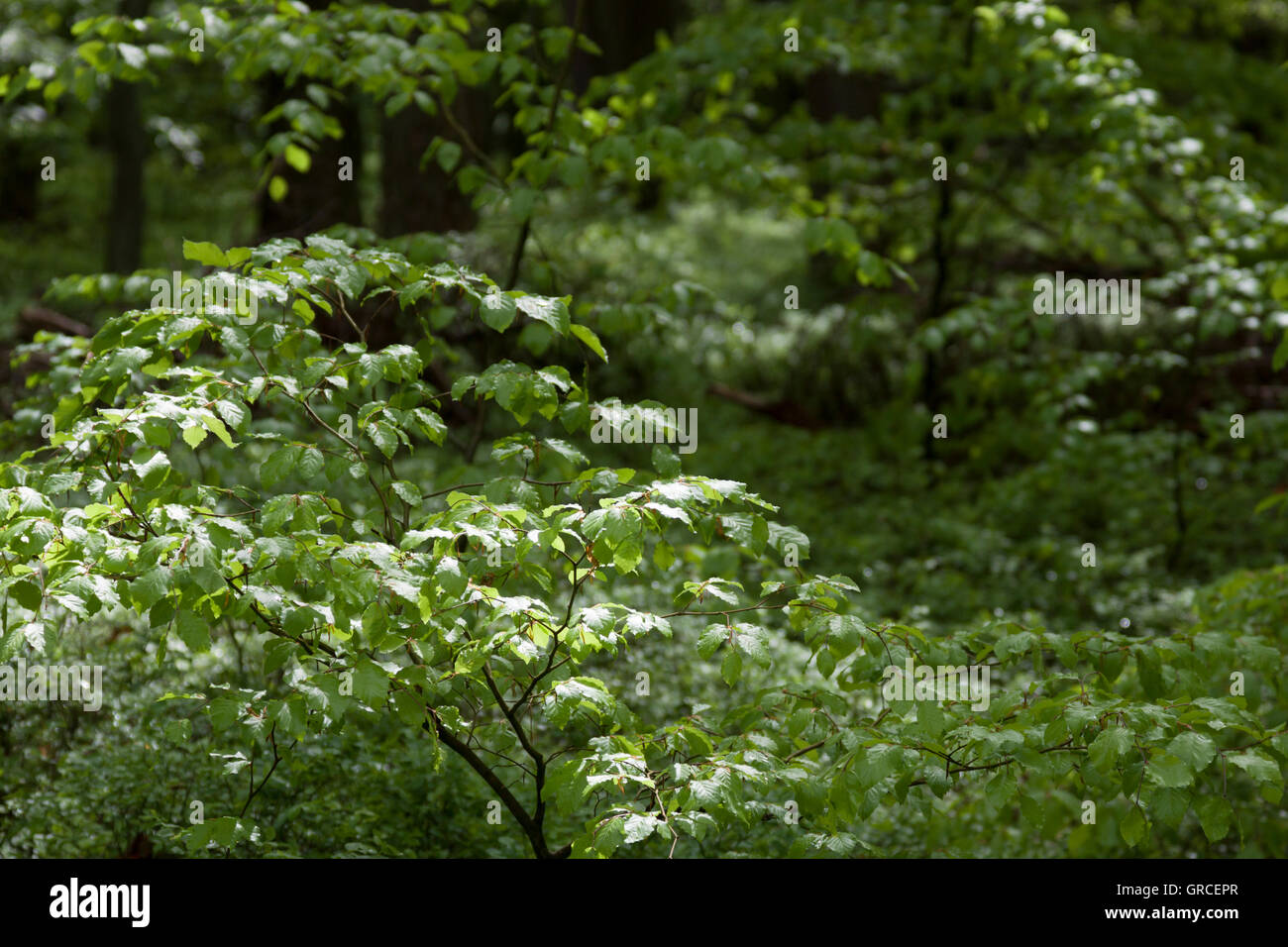 Piccolo albero sul suolo della foresta vuole arrivare alla luce Foto Stock