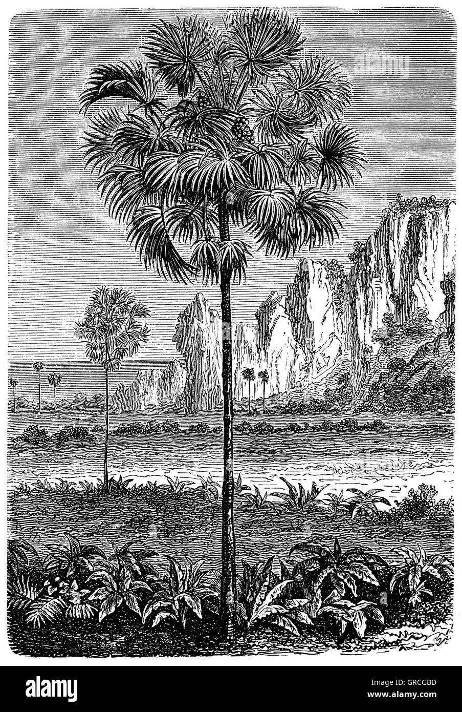 Asian palmyra palm, toddy palm, o sugar palm sulla spiaggia di Ceylon Foto Stock