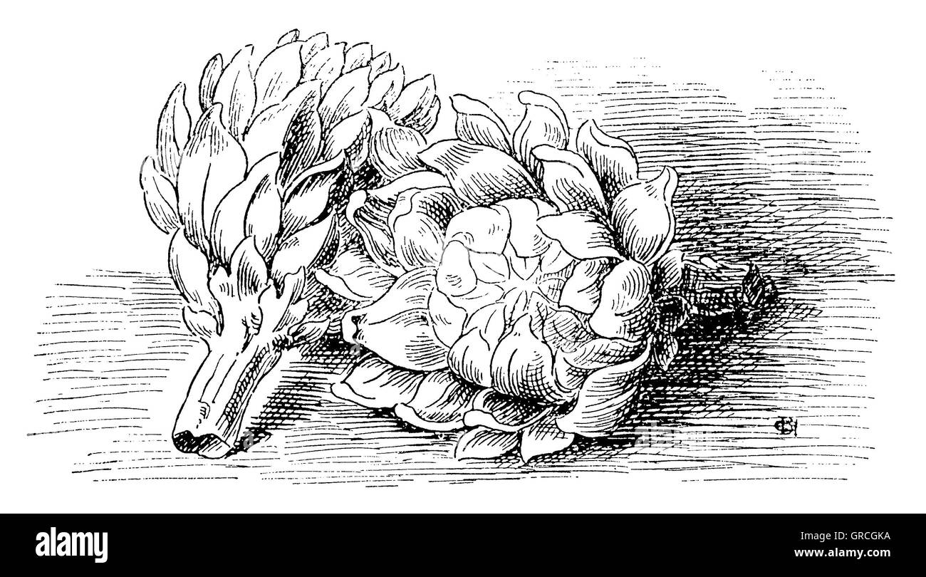 Artischoke Foto Stock