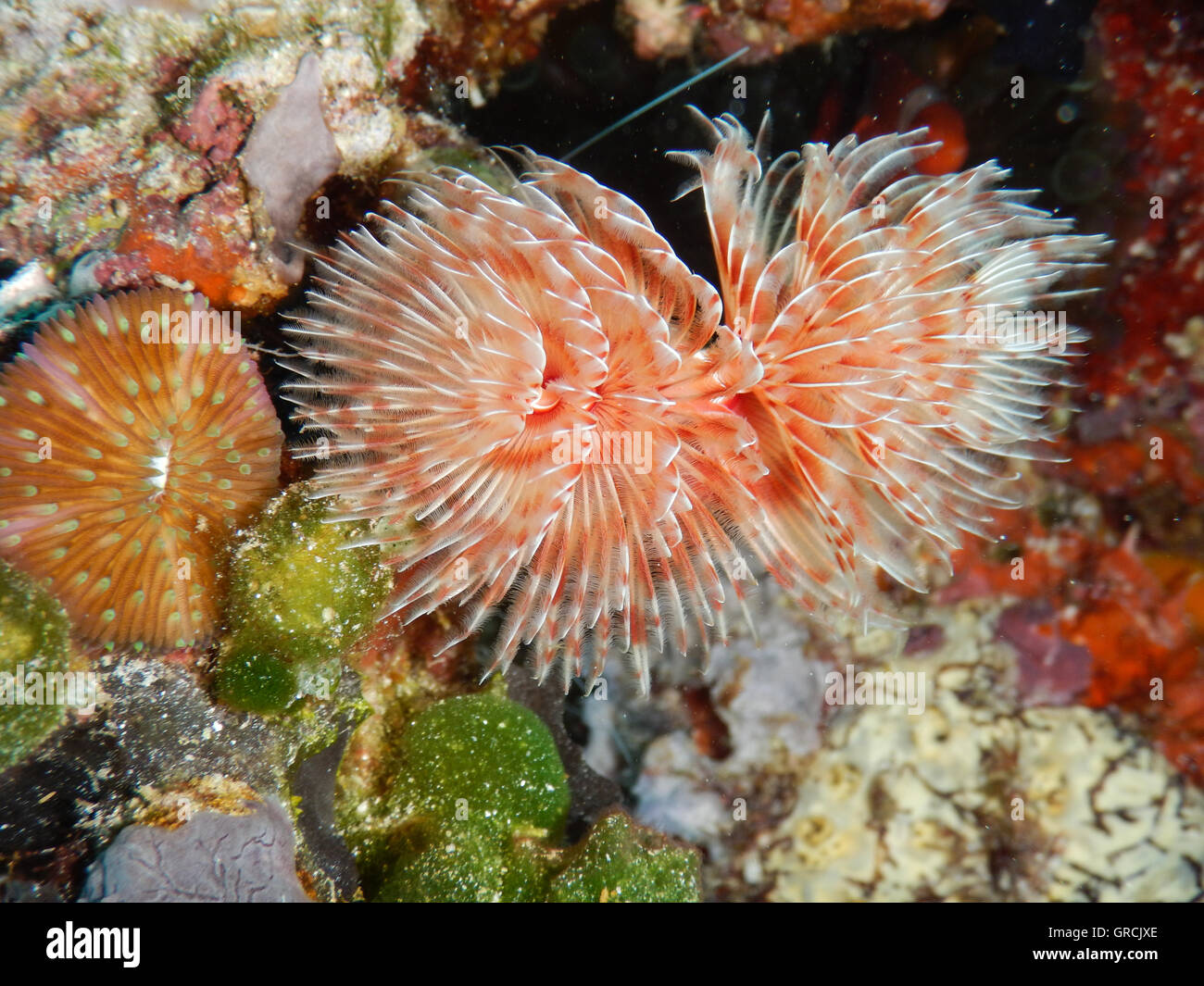 Arancione bianco tubo nastrati Worm nella barriera corallina. Selayar, Sulawesi meridionale, Indonesia Foto Stock