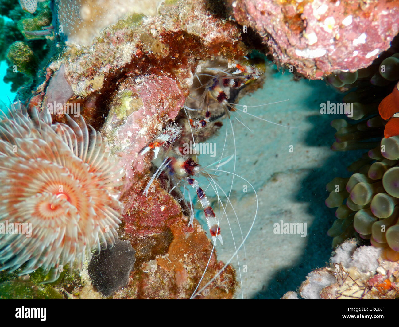 Blocco di corallo con il tubo a vite senza fine e nastrare Cleaner gamberi. Selayar, Sulawesi meridionale, Indonesia Foto Stock
