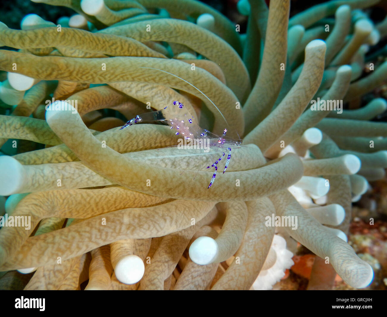 Anemone marittimo con gamberi Anemone. Selayar, Sulawesi meridionale, Indonesia Foto Stock