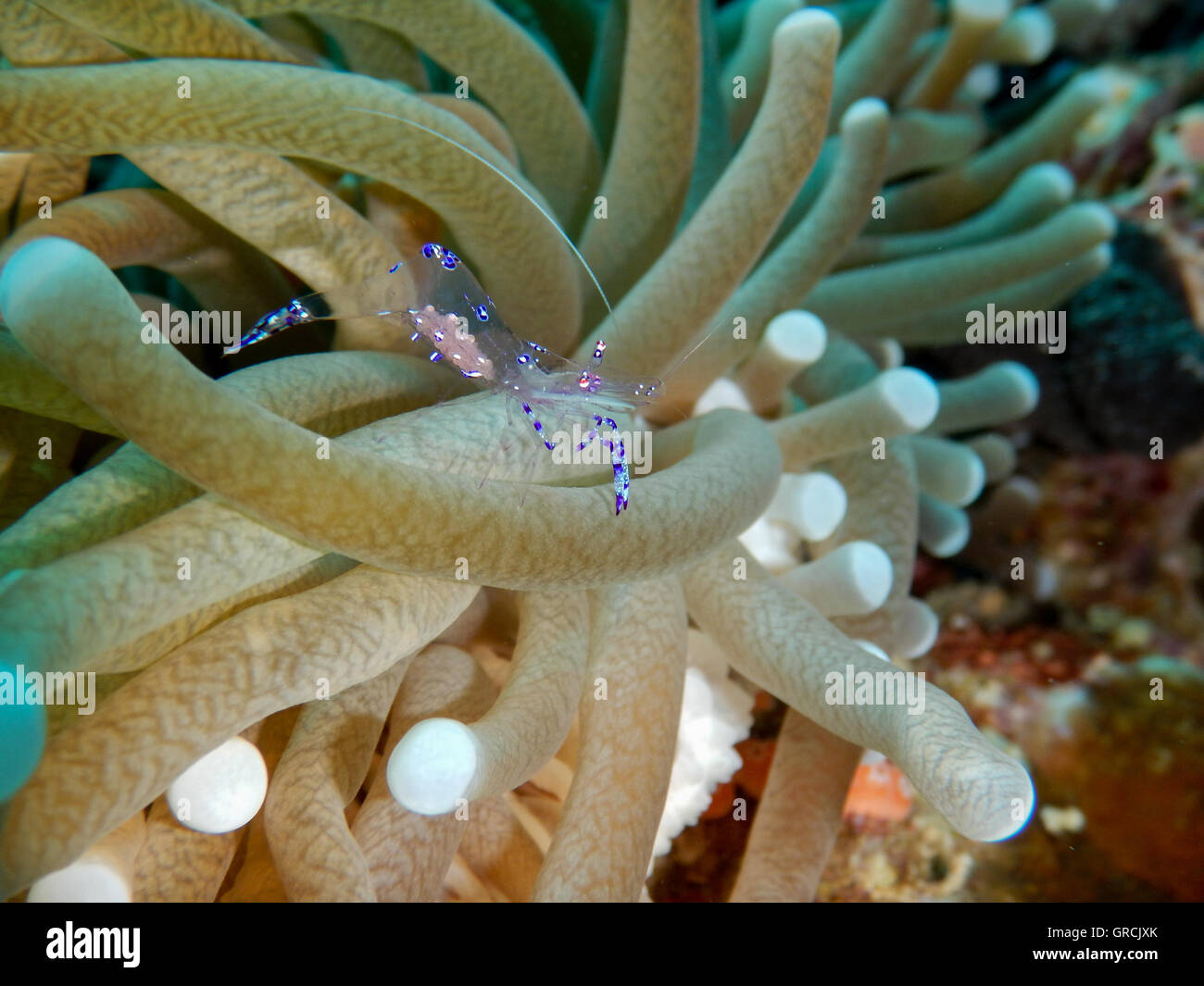 Anemone marittimo con gamberi Anemone. Selayar, Sulawesi meridionale, Indonesia Foto Stock