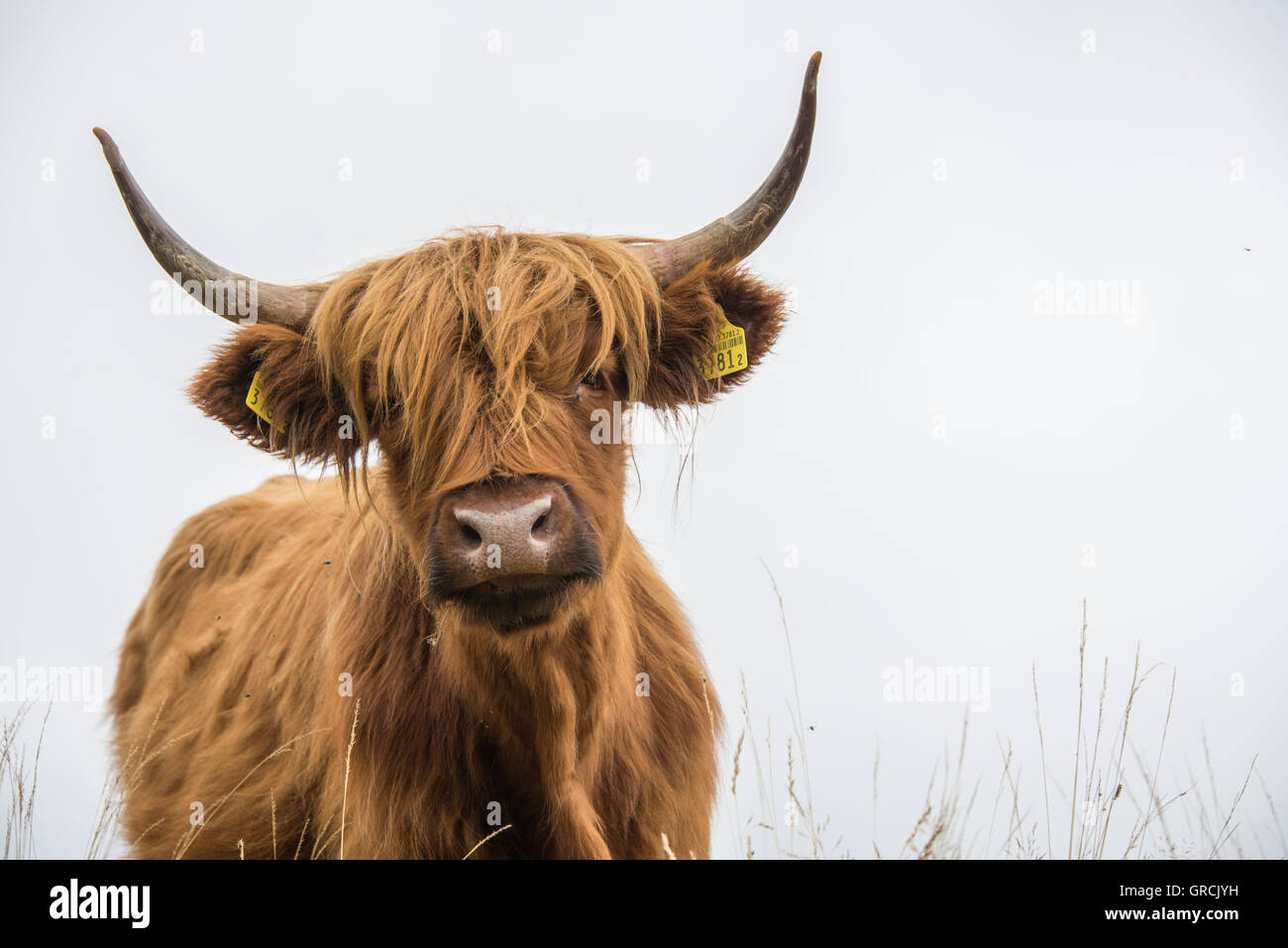 Ritratto frontale di un Rosso Highland scozzesi il bestiame, in primo piano alcune lame di erba, sullo sfondo nebbioso Sky Foto Stock