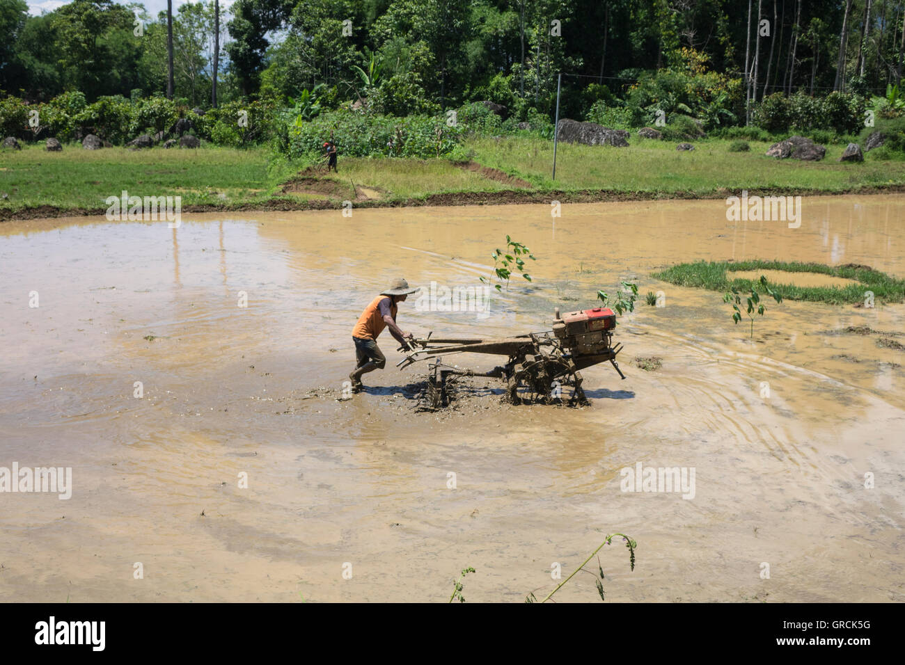 Riso contadino ara allagato vuoto campo di riso, Toraja, Sulawesi, Indonesia Foto Stock