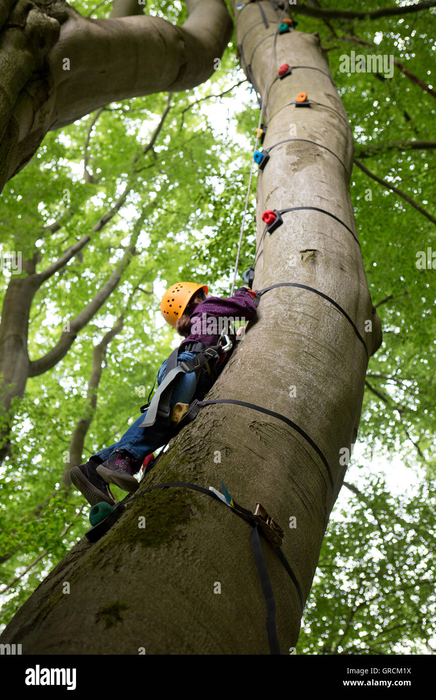 Monkey, Tree Climbing Foto Stock