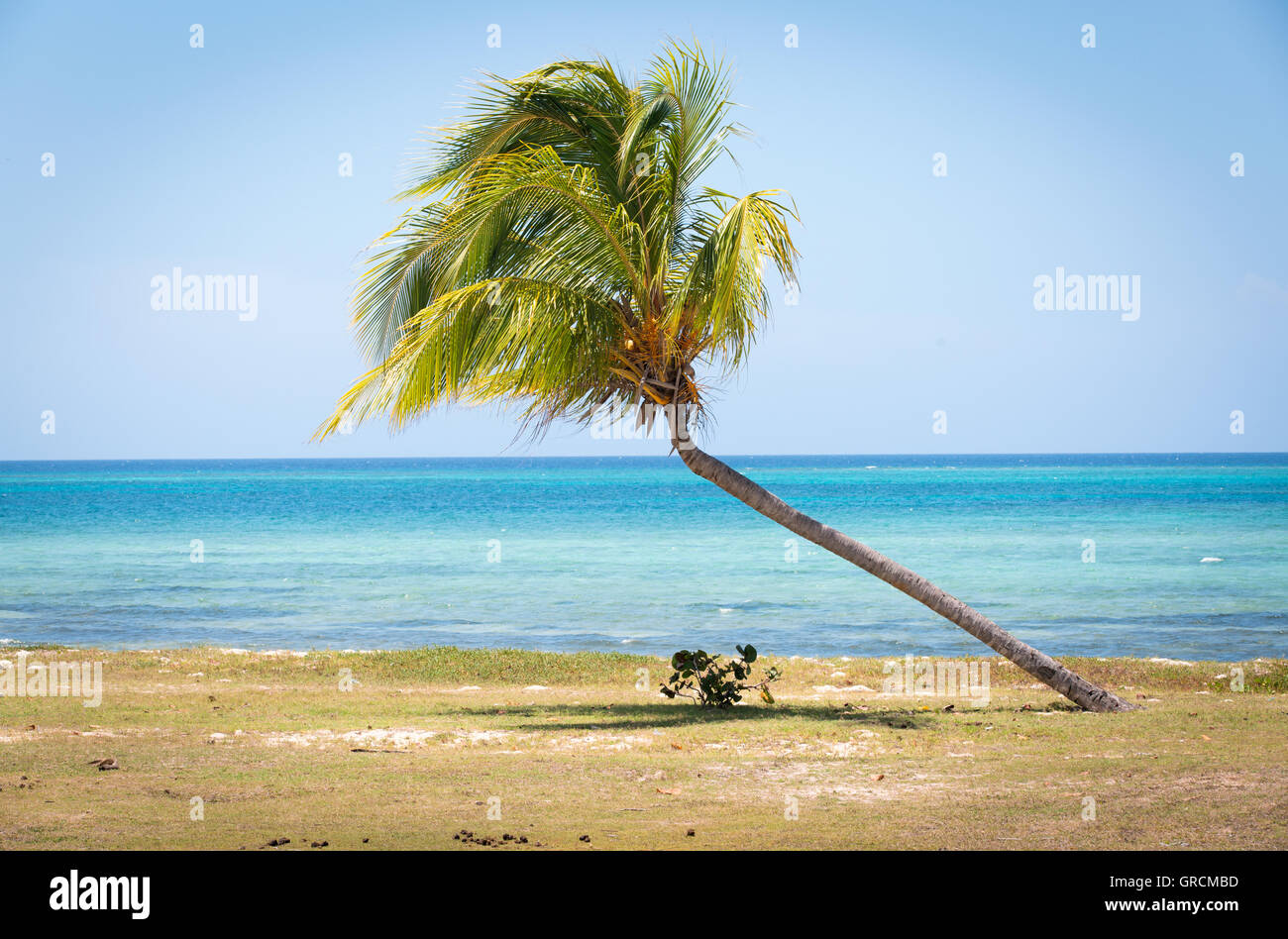 Inclinazione albero di palma nei Caraibi Foto Stock