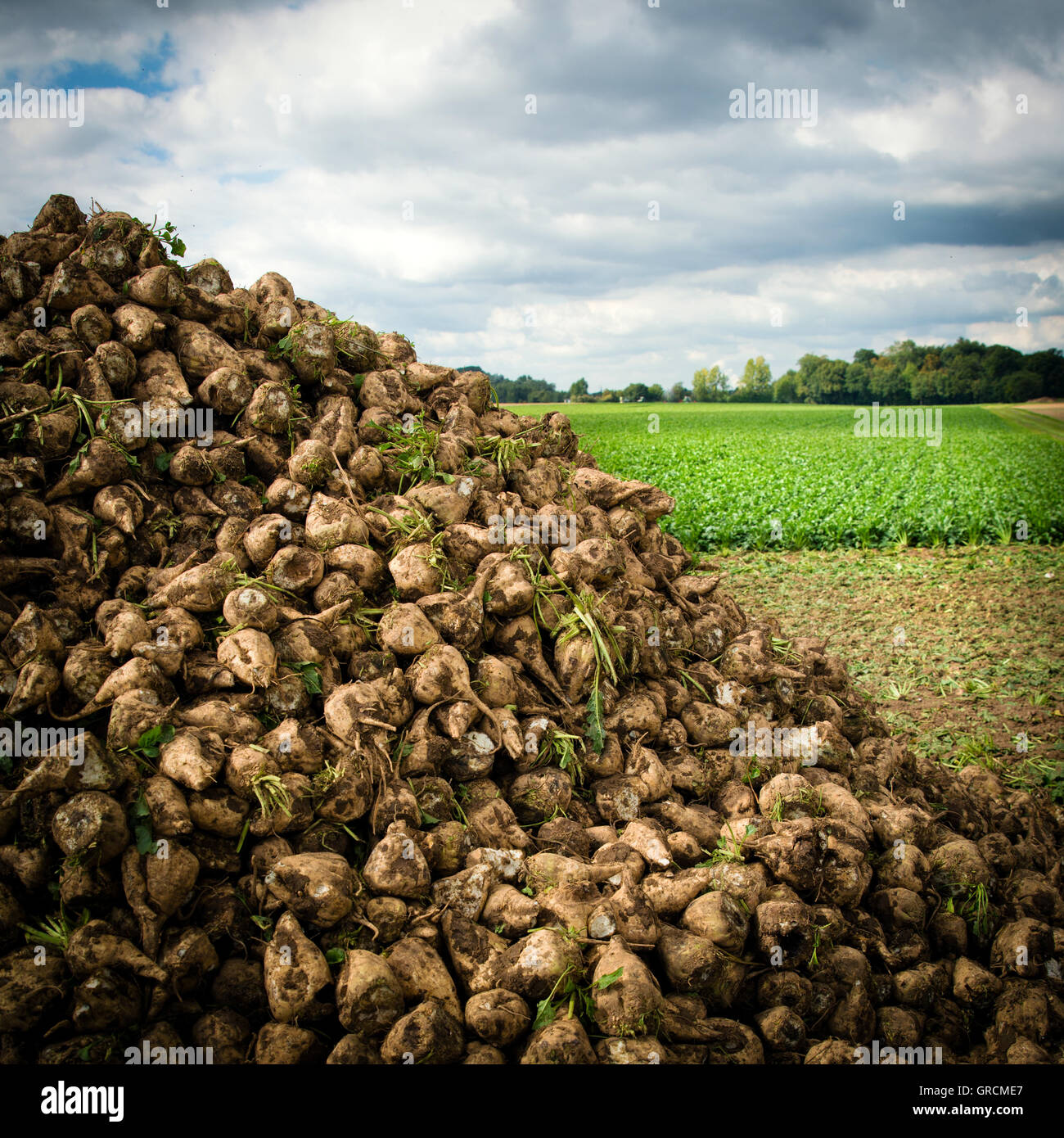 Epoca di vendemmia, la barbabietola da zucchero campo Next Mountain Foto Stock