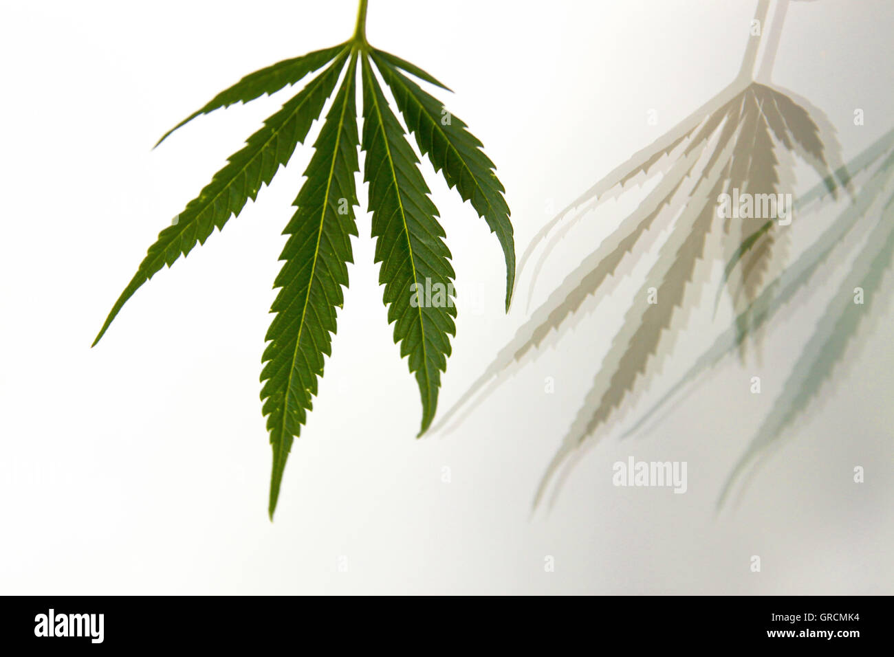 Cannabis leaf con ombra Foto Stock