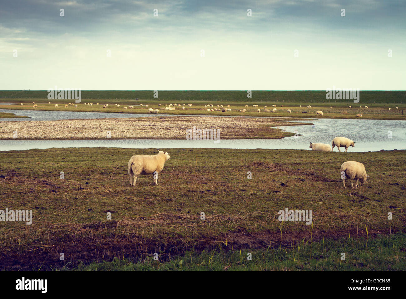 Pecore Texel nel classico ambiente alieno Foto Stock