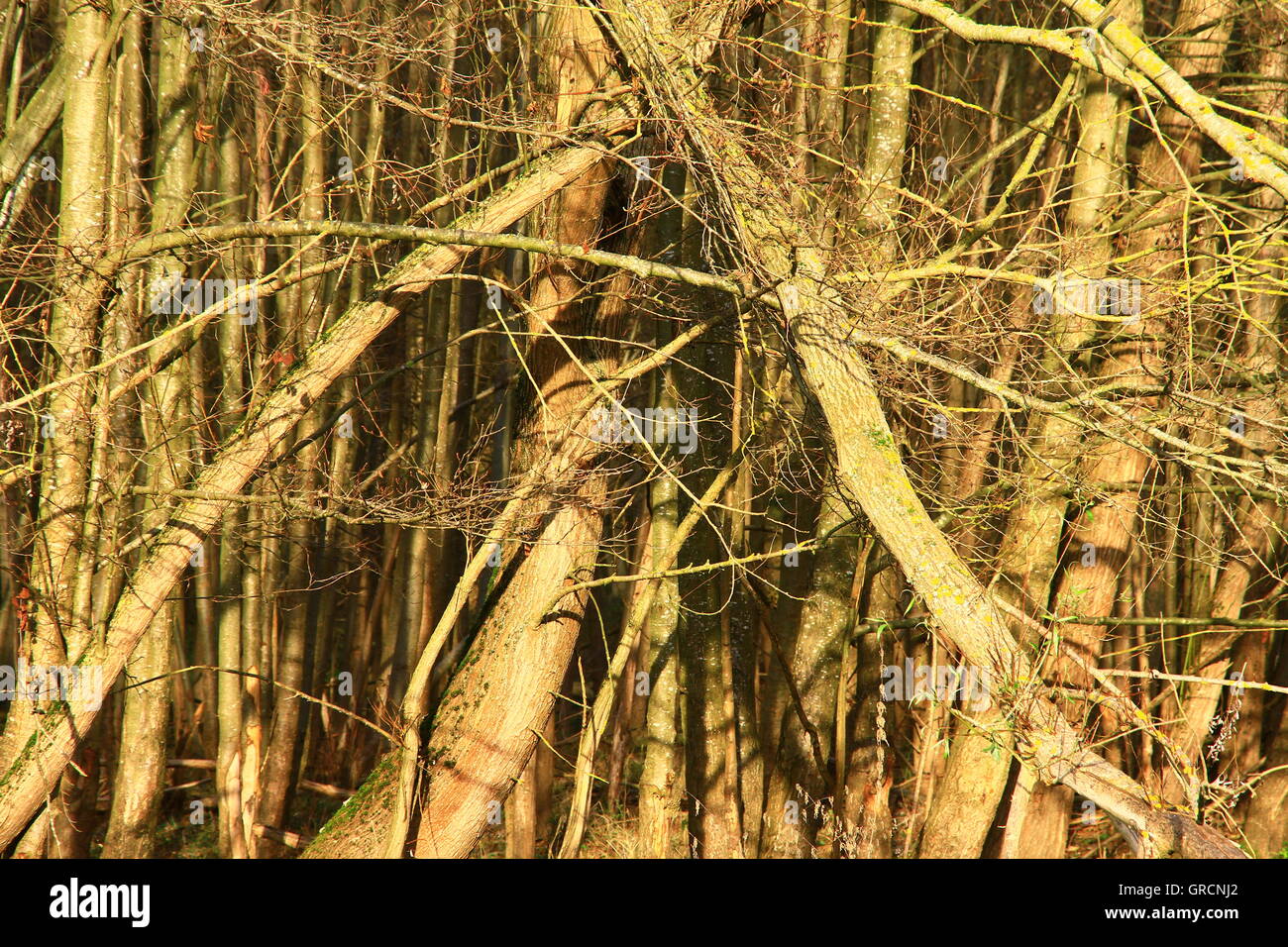 Foresta vergine Foto Stock