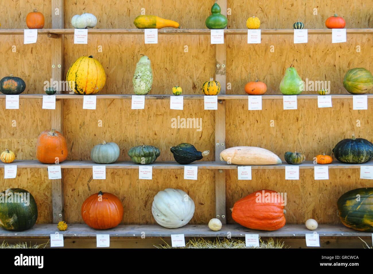 Diverse le zucche colorate sono mostrati su un ripiano in legno Foto Stock