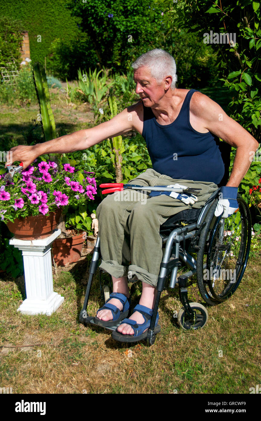 Pensionato in una sedia a rotelle facendo del giardinaggio Foto Stock