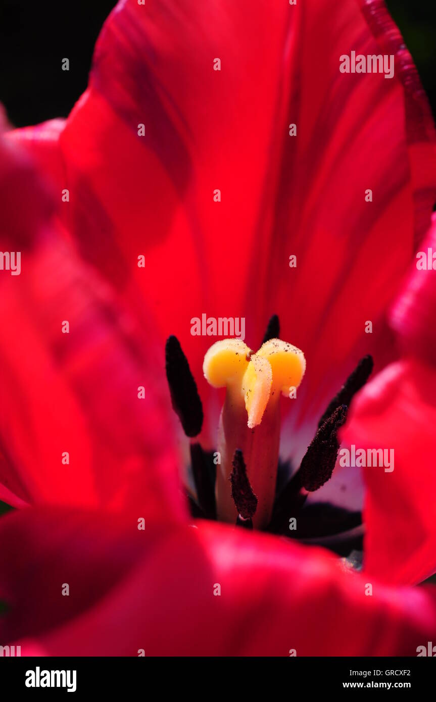 Primo piano di un Rosso Tulip Foto Stock