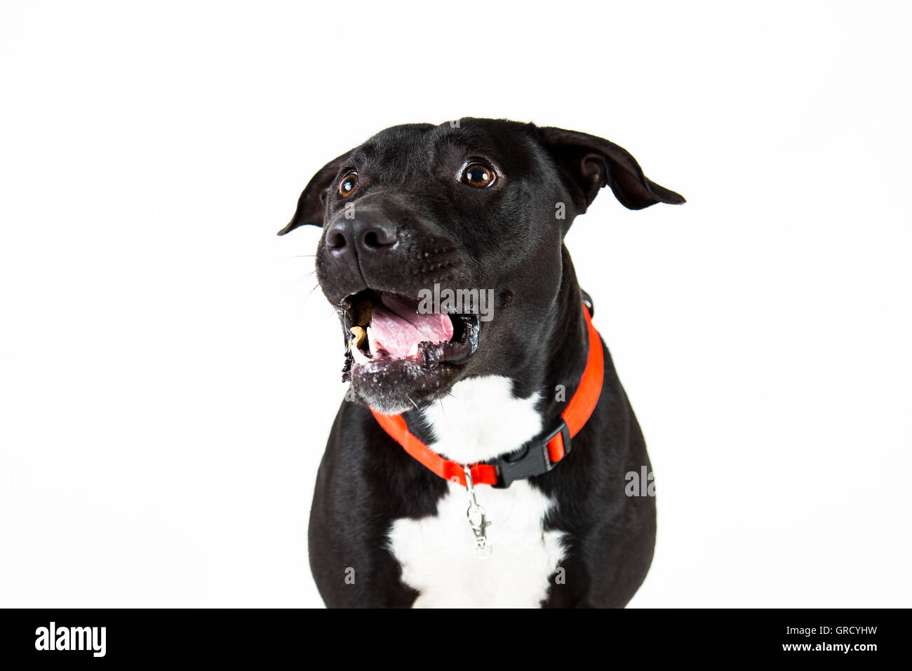 Un American Pitbull Terrier con una bella espressione in uno sfondo bianco Foto Stock