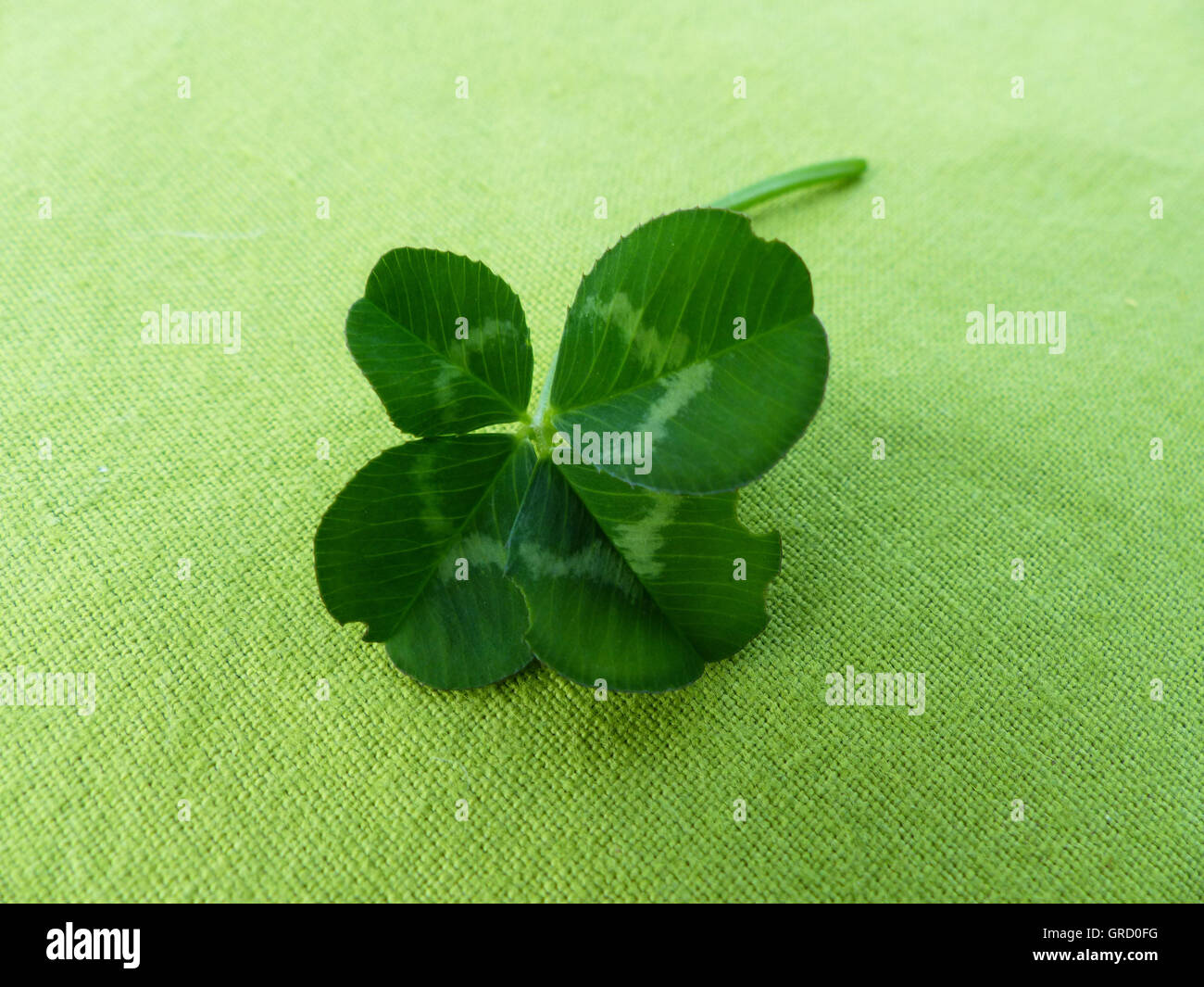 Quattro Leaf Clover, simbolo per avere buona fortuna Foto Stock