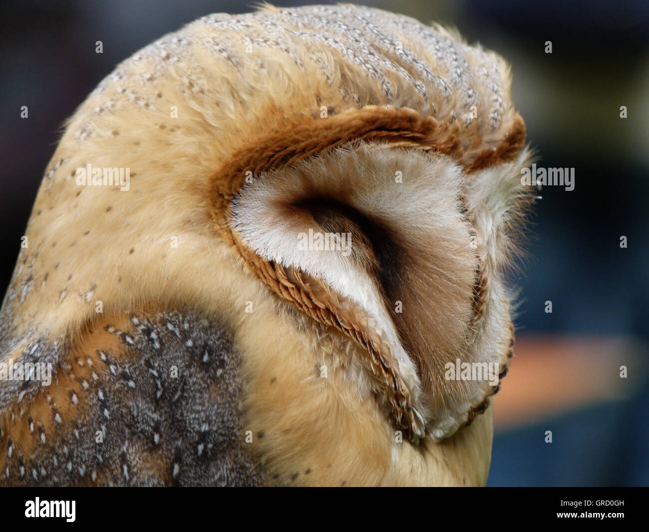 Il barbagianni, Ritratto Foto Stock