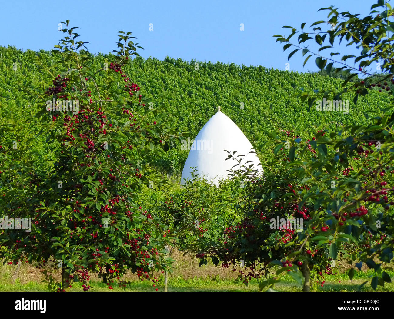 Trullo vicino Uffhofen, Flonheim In Rhinehesse, Renania Palatinato, Germania, Europa Foto Stock