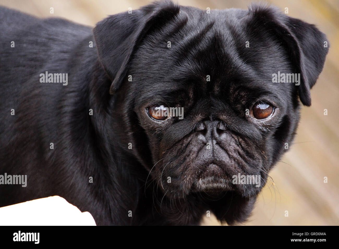 Black Pug Oscar sguardi curiosi e un po' arrogante Foto Stock