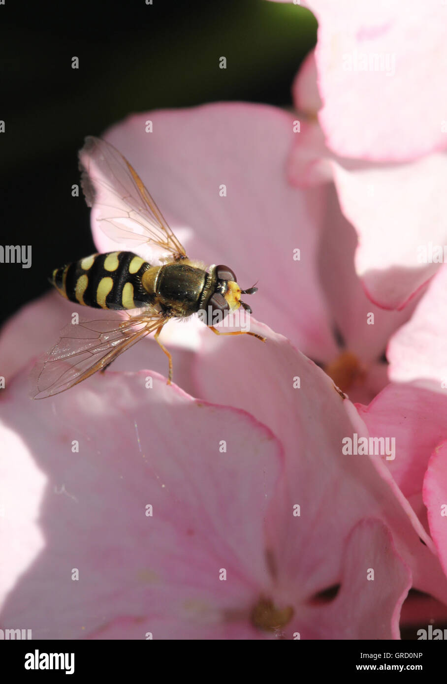 Hoverfly su bocciolo di rosa Foto Stock