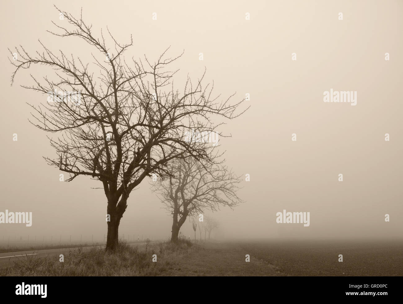 Alberi in novembre la nebbia Foto Stock