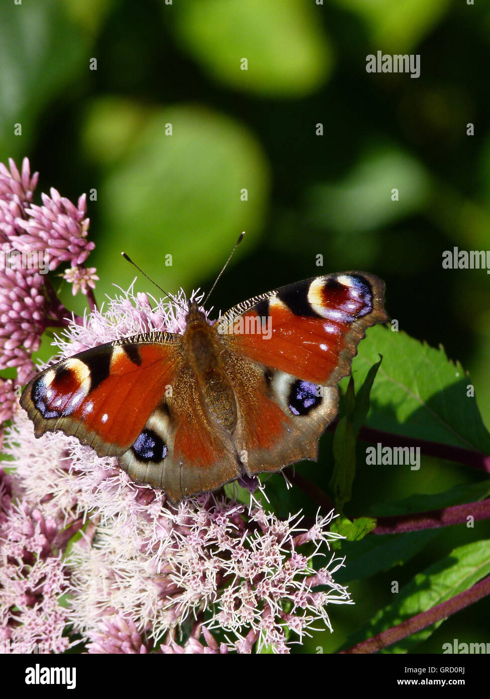 Farfalla pavone sulla canapa agrimonia, Eupatorium Foto Stock