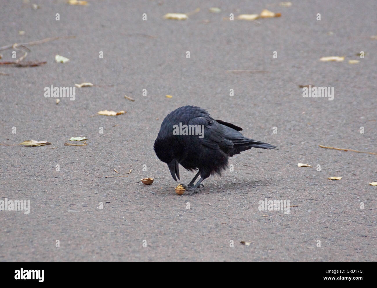 Un corvo ha aperto una noce da buttare giù e mangia il dado ora Foto Stock