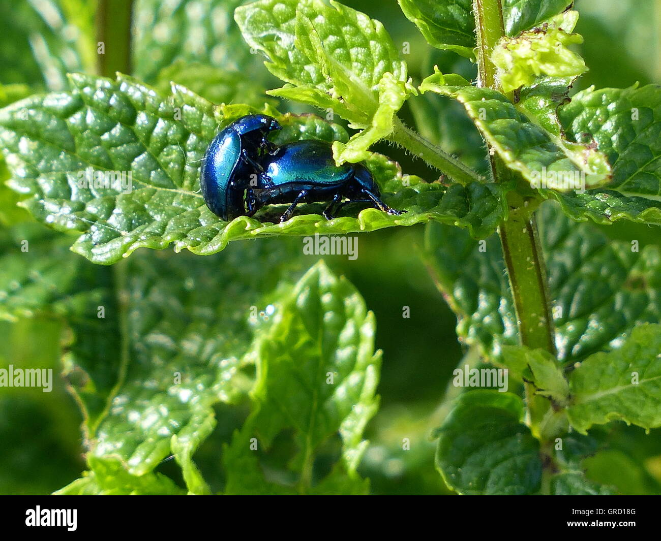Due blu metallizzato lucido coleotteri durante l'accoppiamento su Melissa foglie, ampia coleottero di vimini Foto Stock